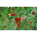 280 SIZE GOJI BERRY Anti-inflammatory for sale